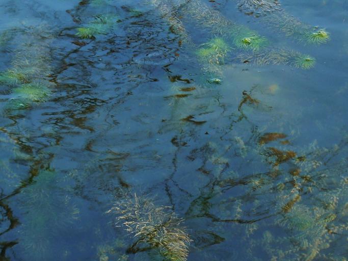 pianta acquatica